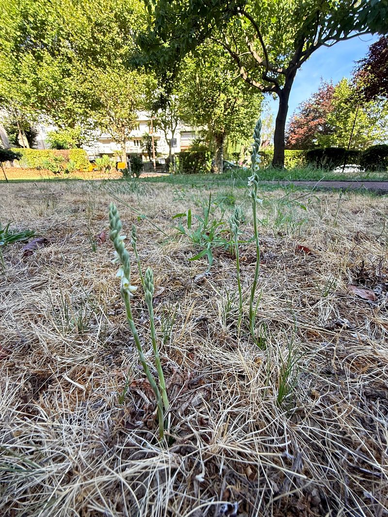 Spiranthes spiralis  - Ghislain Constans