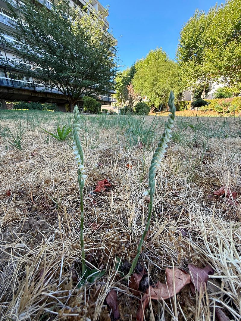 Spiranthes spiralis  - Ghislain Constans