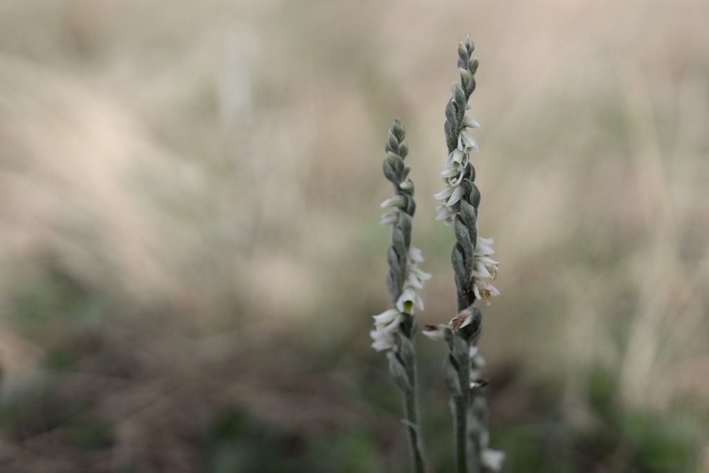 Spiranthes spiralis  - Ghislain Constans
