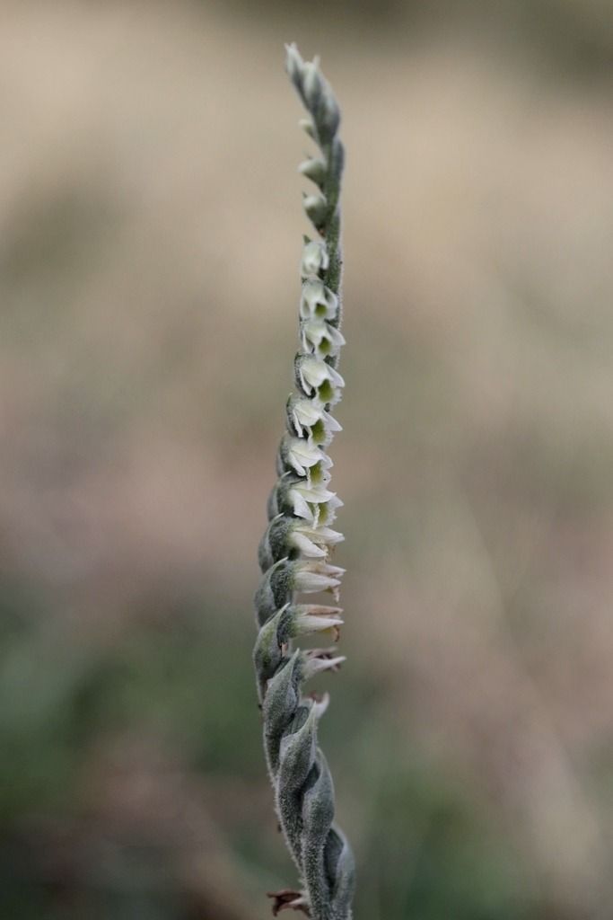Spiranthes spiralis  - Ghislain Constans