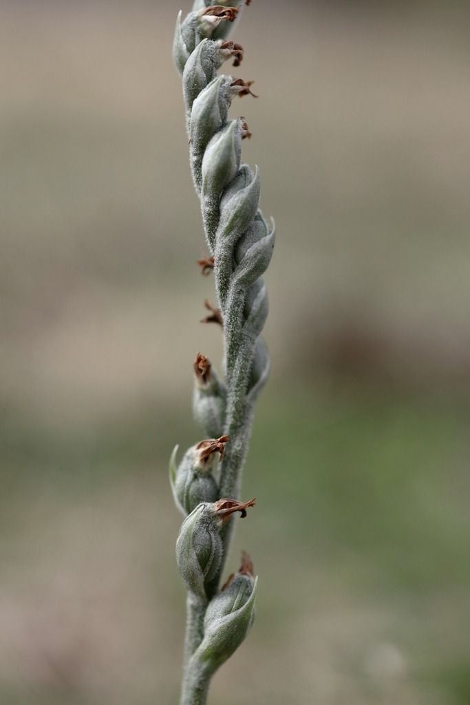 Spiranthes spiralis  - Ghislain Constans