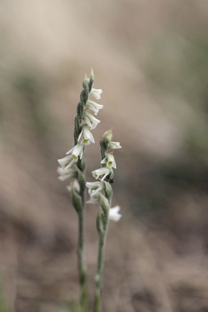 Spiranthes spiralis  - Ghislain Constans