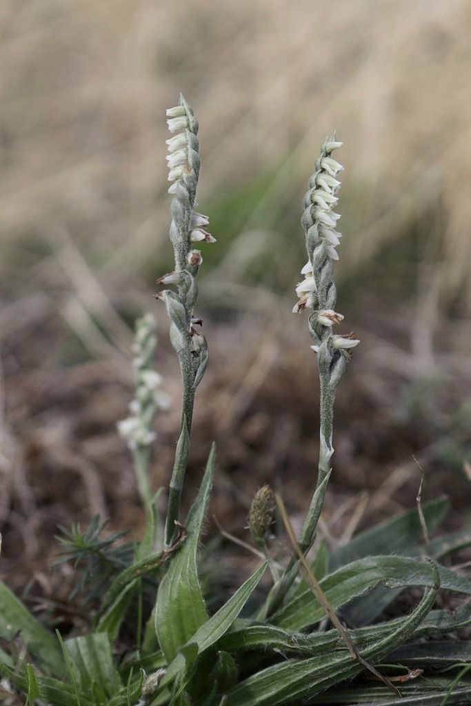 Spiranthes spiralis  - Ghislain Constans