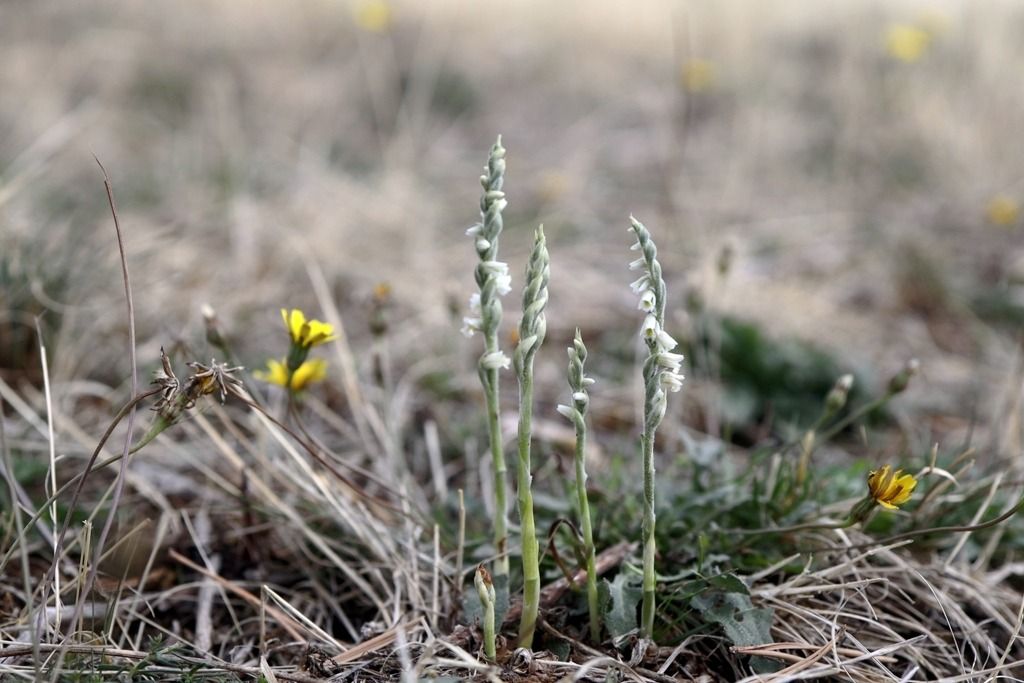 Spiranthes spiralis  - Ghislain Constans