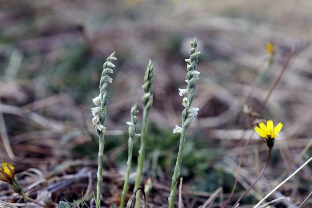 Spiranthes spiralis  - Ghislain Constans