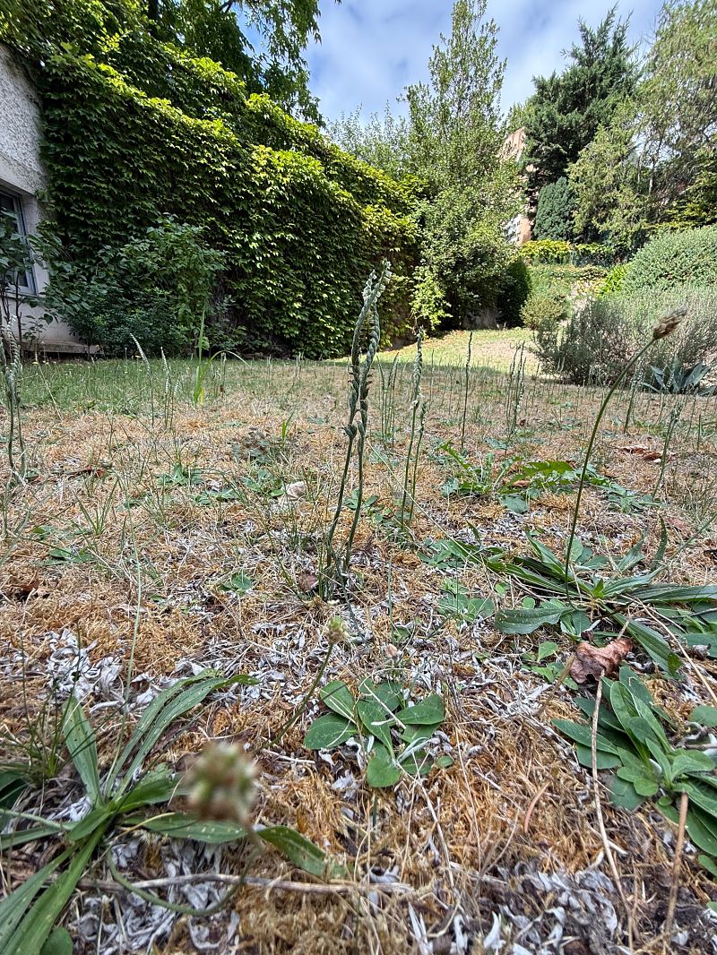 Spiranthes spiralis  - Ghislain Constans