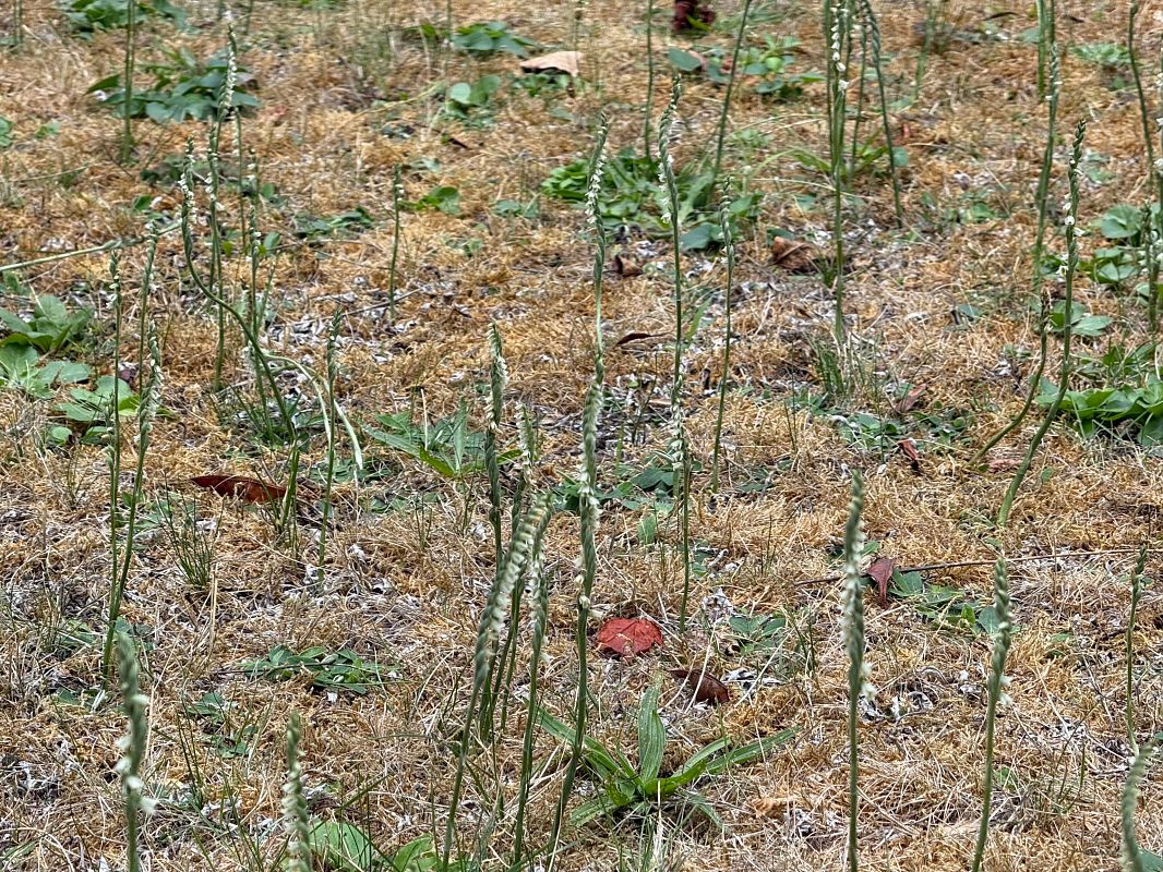 Spiranthes spiralis  - Ghislain Constans