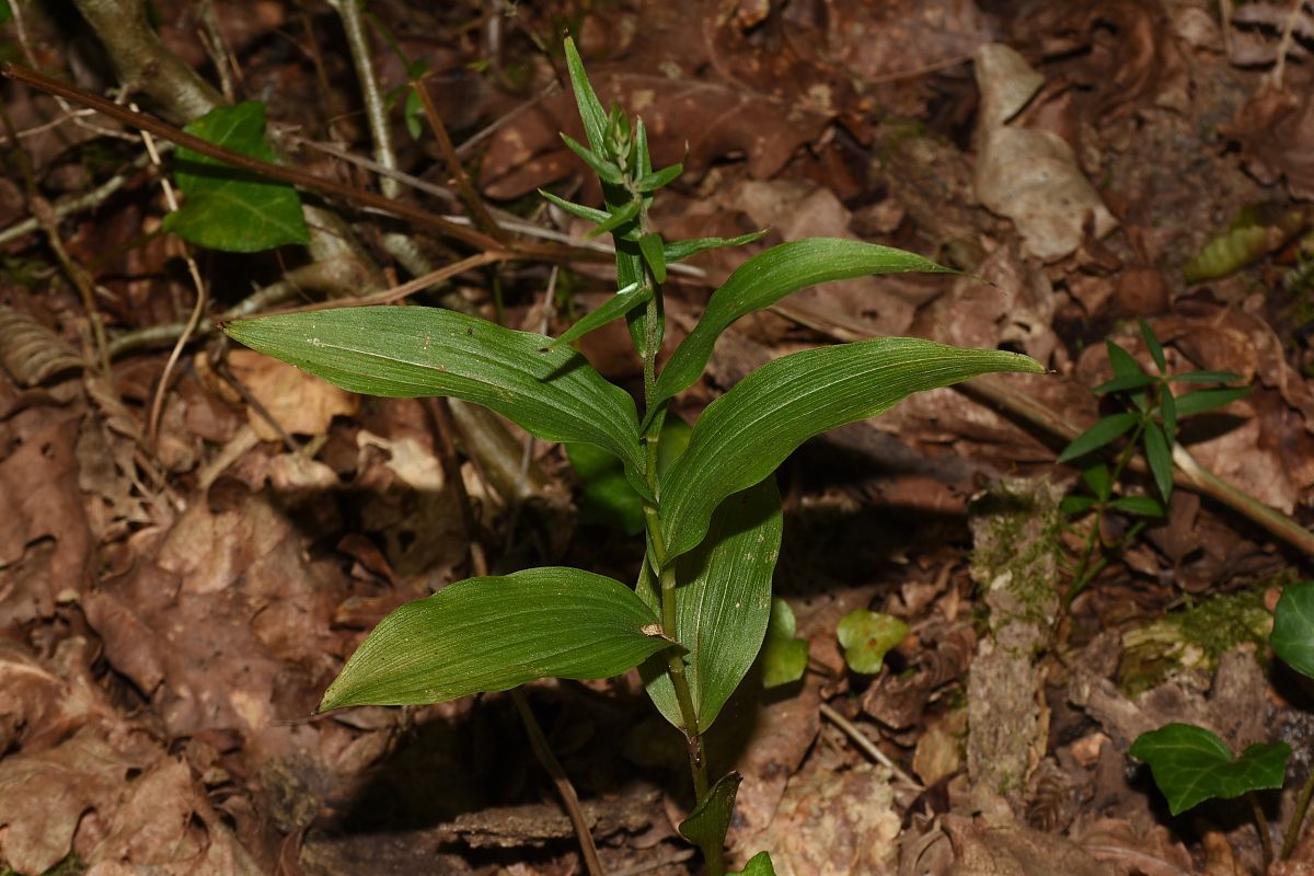 Epipactis helleborine var. minor  - Jean-Christophe Blanchard