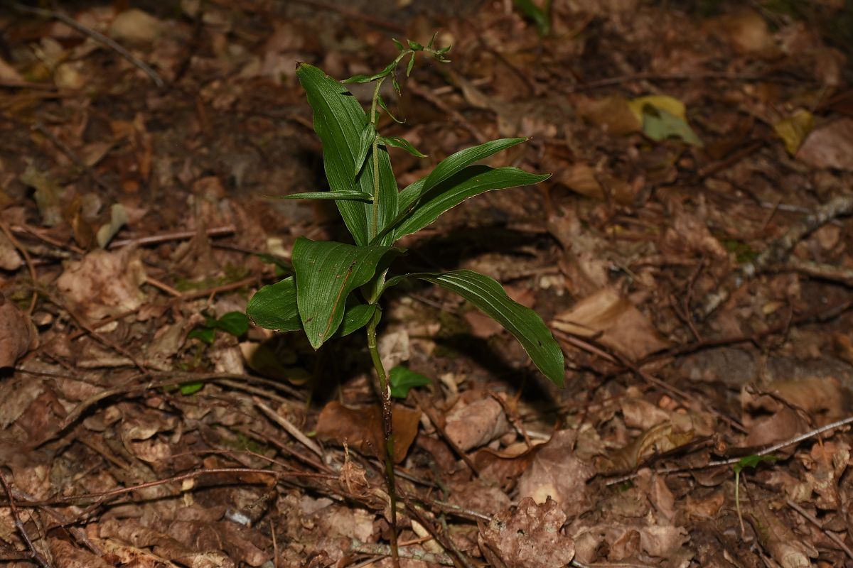 Epipactis helleborine var. minor  - Jean-Christophe Blanchard