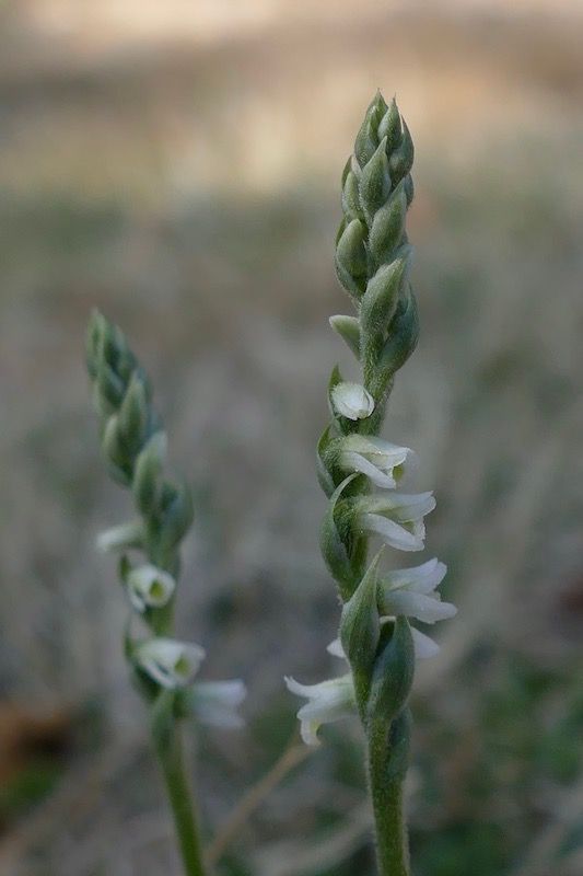 Spiranthes spiralis  - Nicole Taillandier
