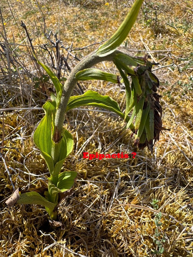 Epipactis neerlandica  - Nadine Duche