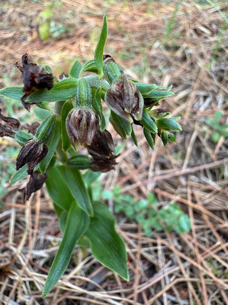 Epipactis neerlandica  - Nadine Duche