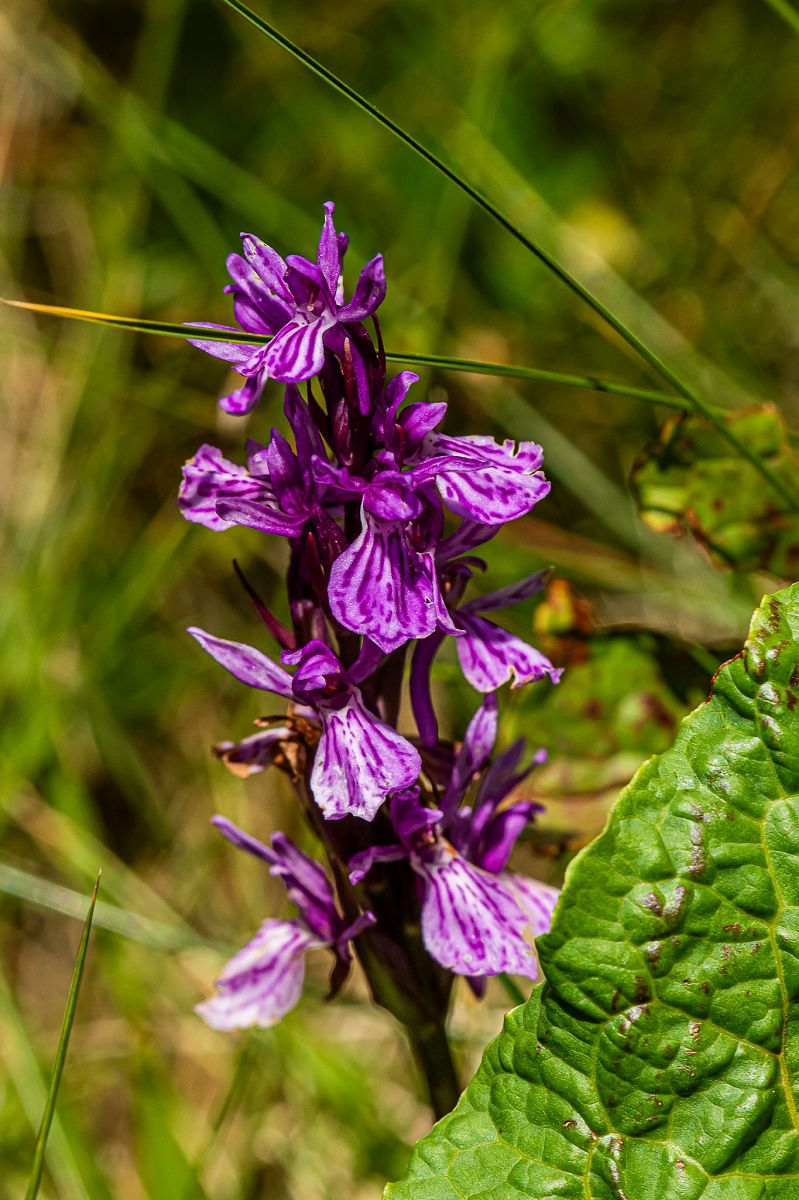 Dactylorhiza maculata  - Sébastien Marie