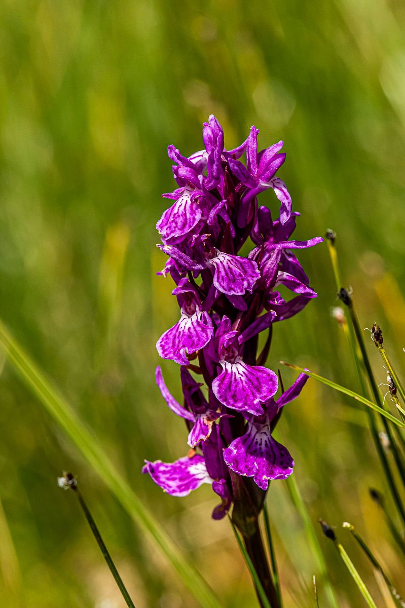 Dactylorhiza maculata  - Sébastien Marie