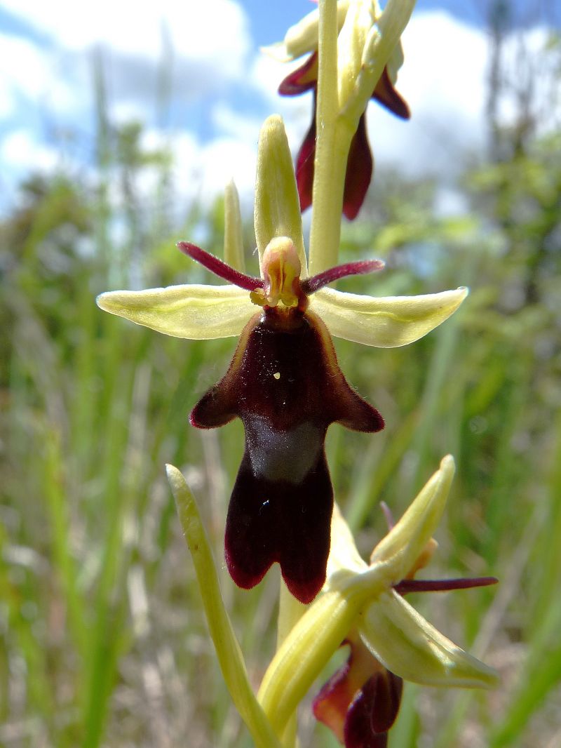 Ophrys insectifera  - Jean-Louis Espurt