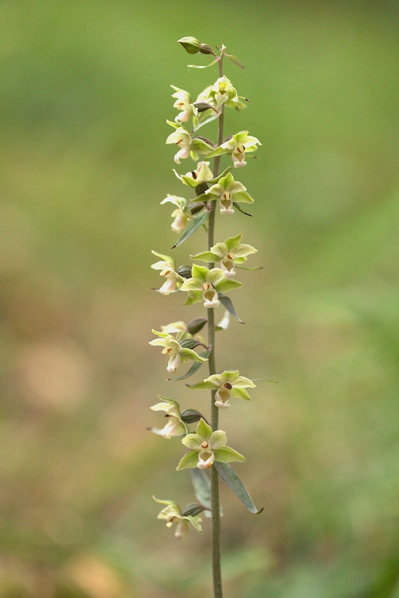 Epipactis purpurata  - Jean Valentin
