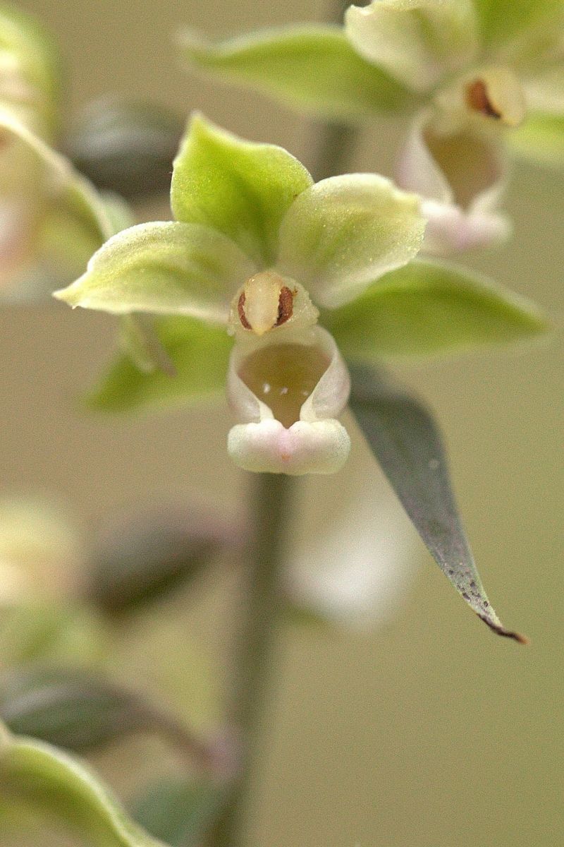 Epipactis purpurata  - Jean Valentin
