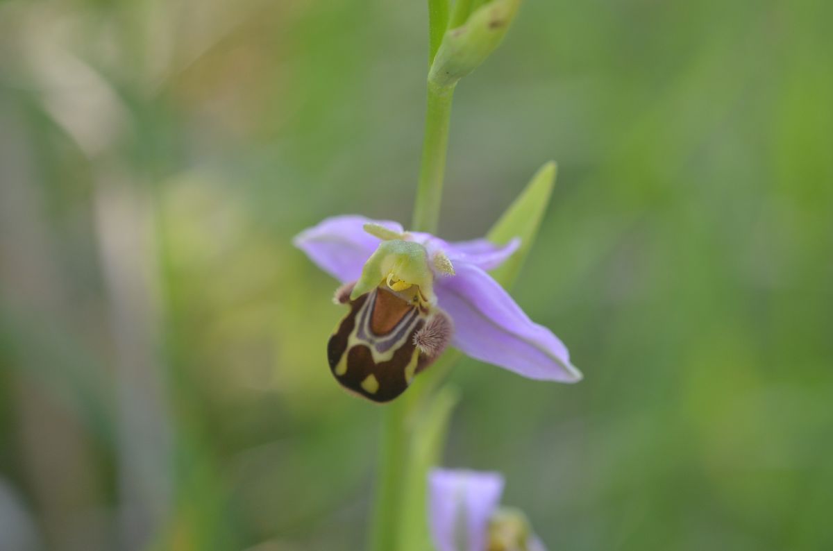 Ophrys apifera  - Bruno Lemiere