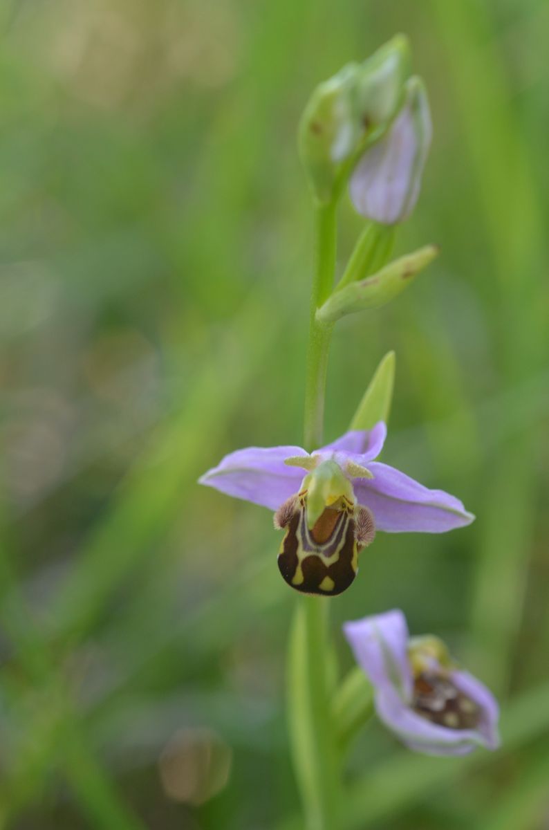 Ophrys apifera  - Bruno Lemiere