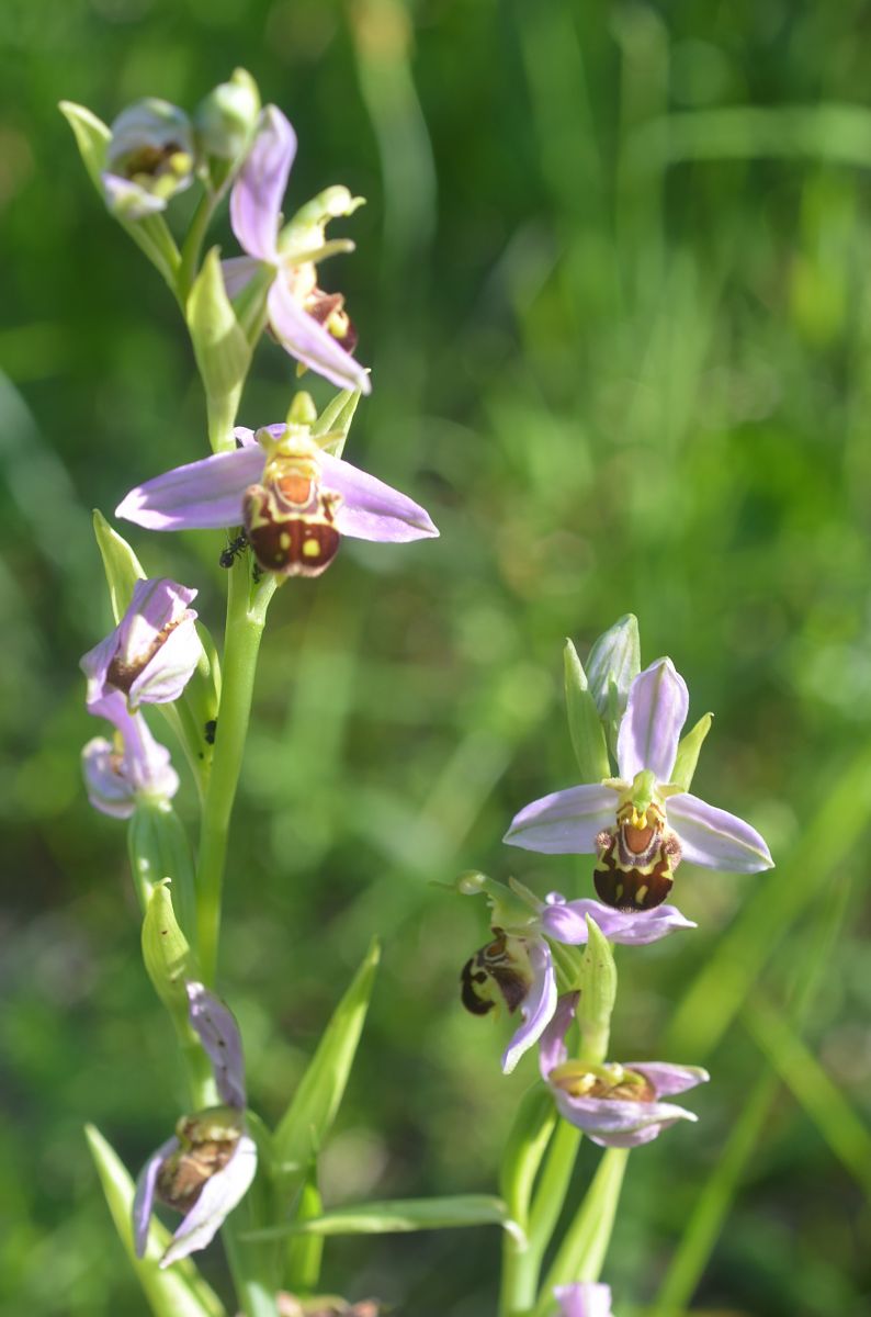 Ophrys apifera  - Anonyme