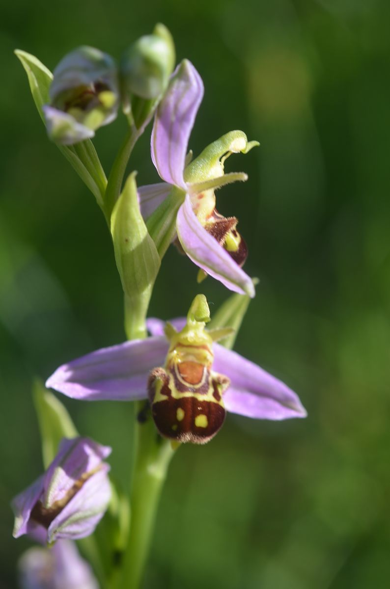Ophrys apifera  - Anonyme