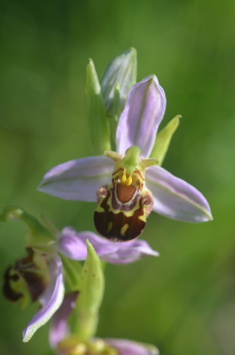 Ophrys apifera  - Anonyme