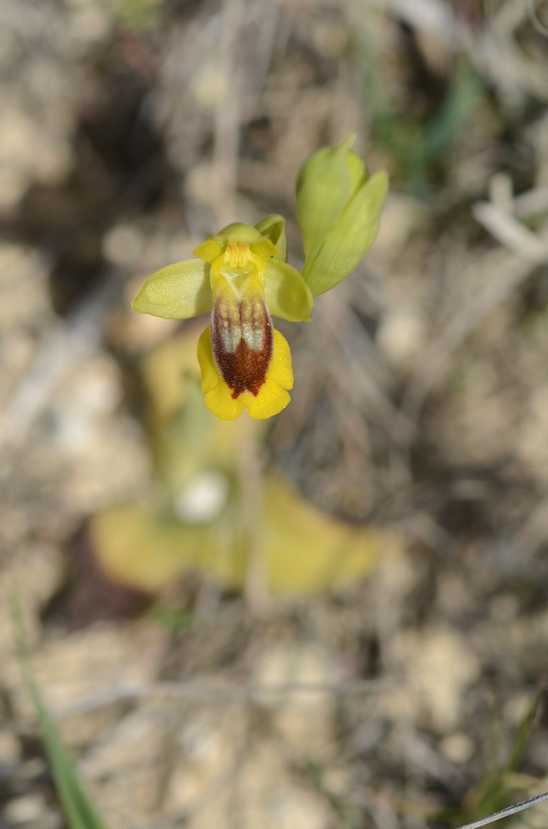 Ophrys lutea  - Bruno Lemiere