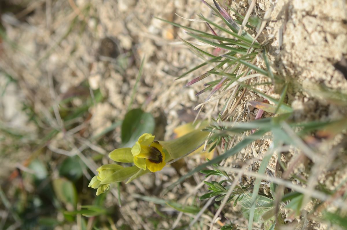 Ophrys lutea  - Bruno Lemiere