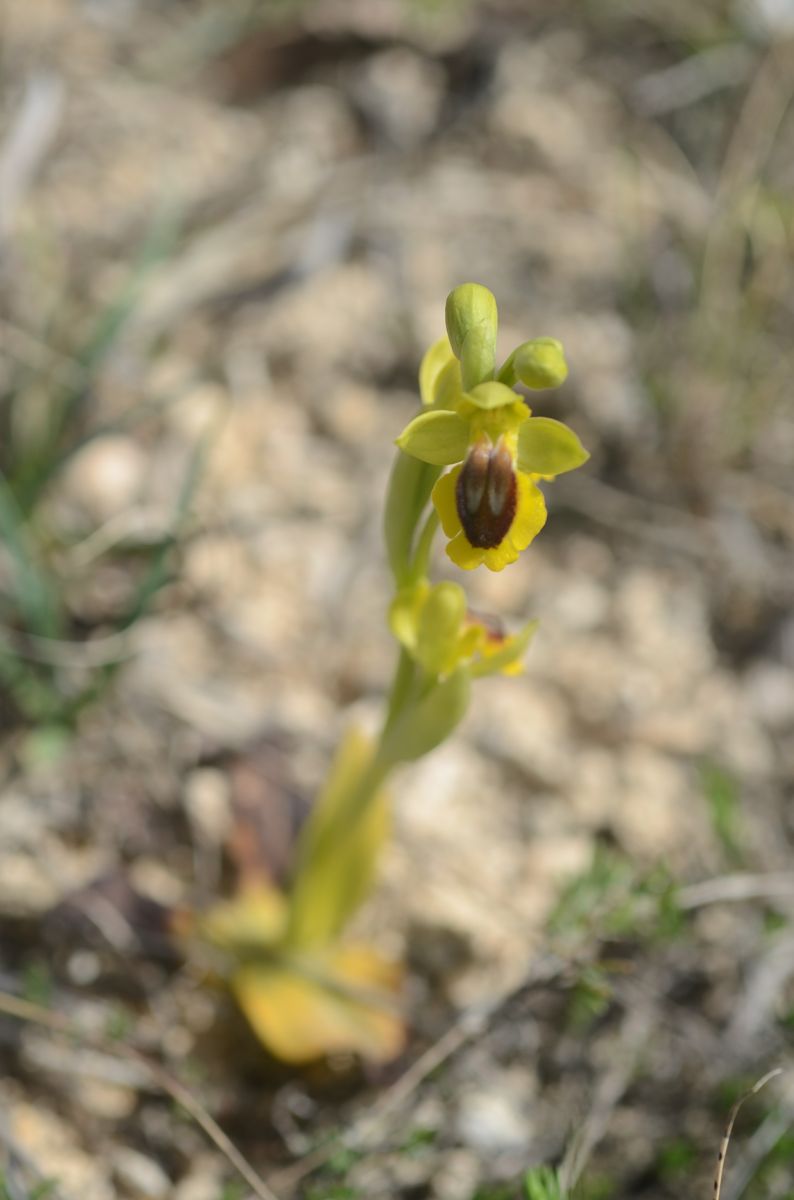 Ophrys lutea  - Bruno Lemiere
