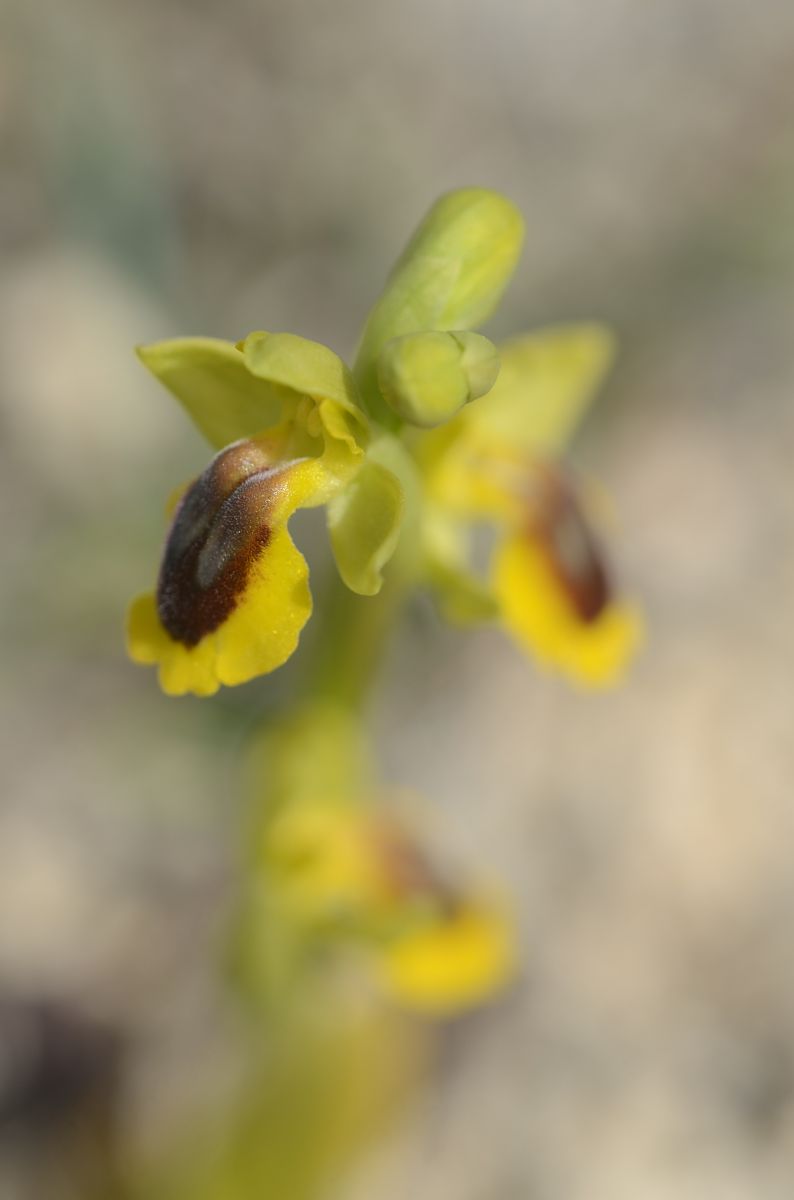 Ophrys lutea  - Bruno Lemiere