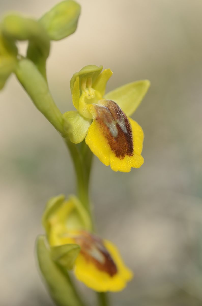 Ophrys lutea  - Bruno Lemiere