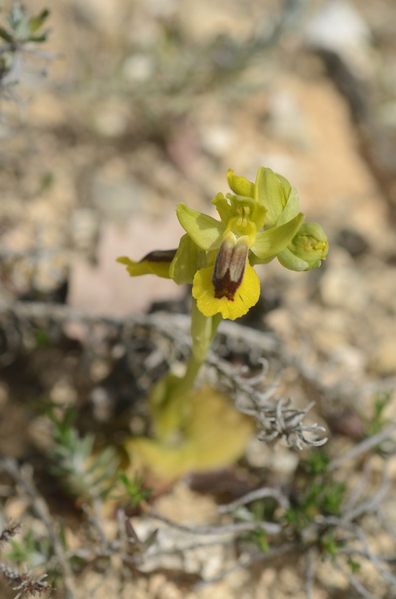 Ophrys lutea  - Bruno Lemiere