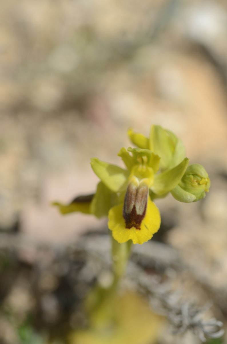 Ophrys lutea  - Bruno Lemiere