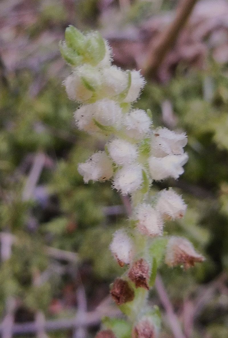 Goodyera repens  - Laurent Fourneret
