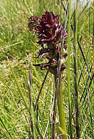 Gymnadenia rhellicani  - Laurent Fourneret