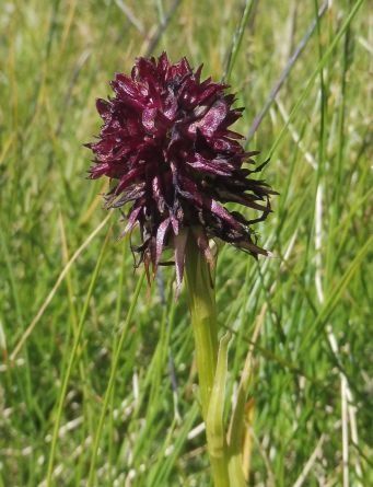 Gymnadenia rhellicani  - Laurent Fourneret