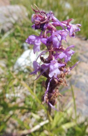 Gymnadenia conopsea  - Laurent Fourneret