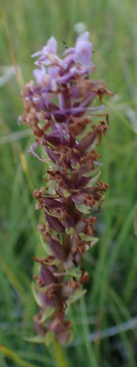 Gymnadenia indet. group. conopsea  - Daniel Bizet