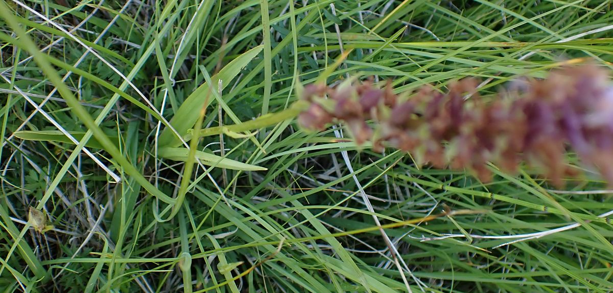 Gymnadenia indet. group. conopsea  - Daniel Bizet