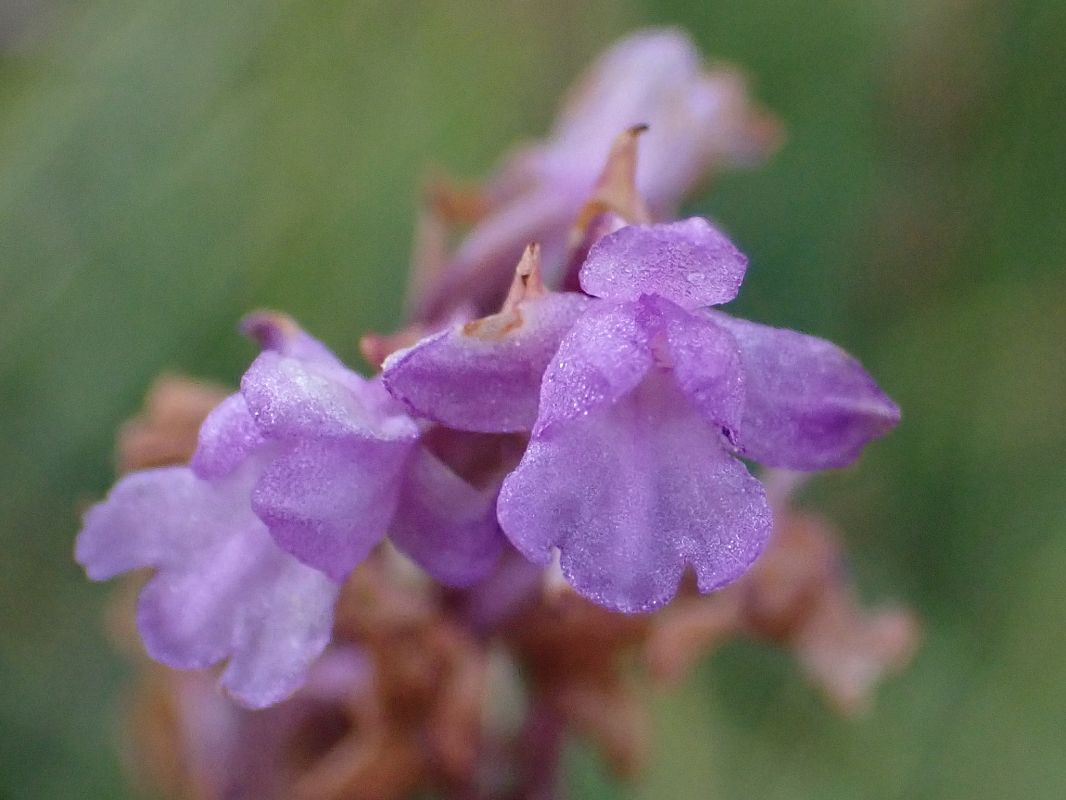 Gymnadenia indet. group. conopsea  - Daniel Bizet