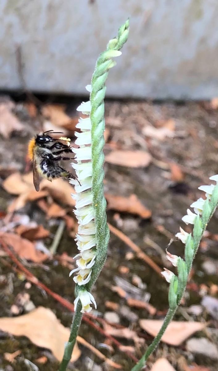 Spiranthes spiralis  - Armelle Bass