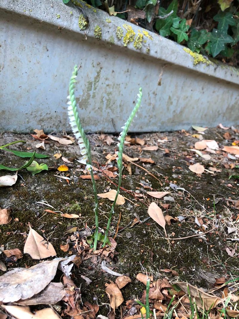 Spiranthes spiralis  - Armelle Bass