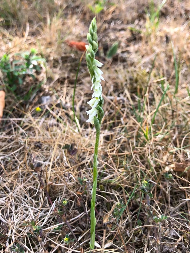 Spiranthes spiralis  - Armelle Bass