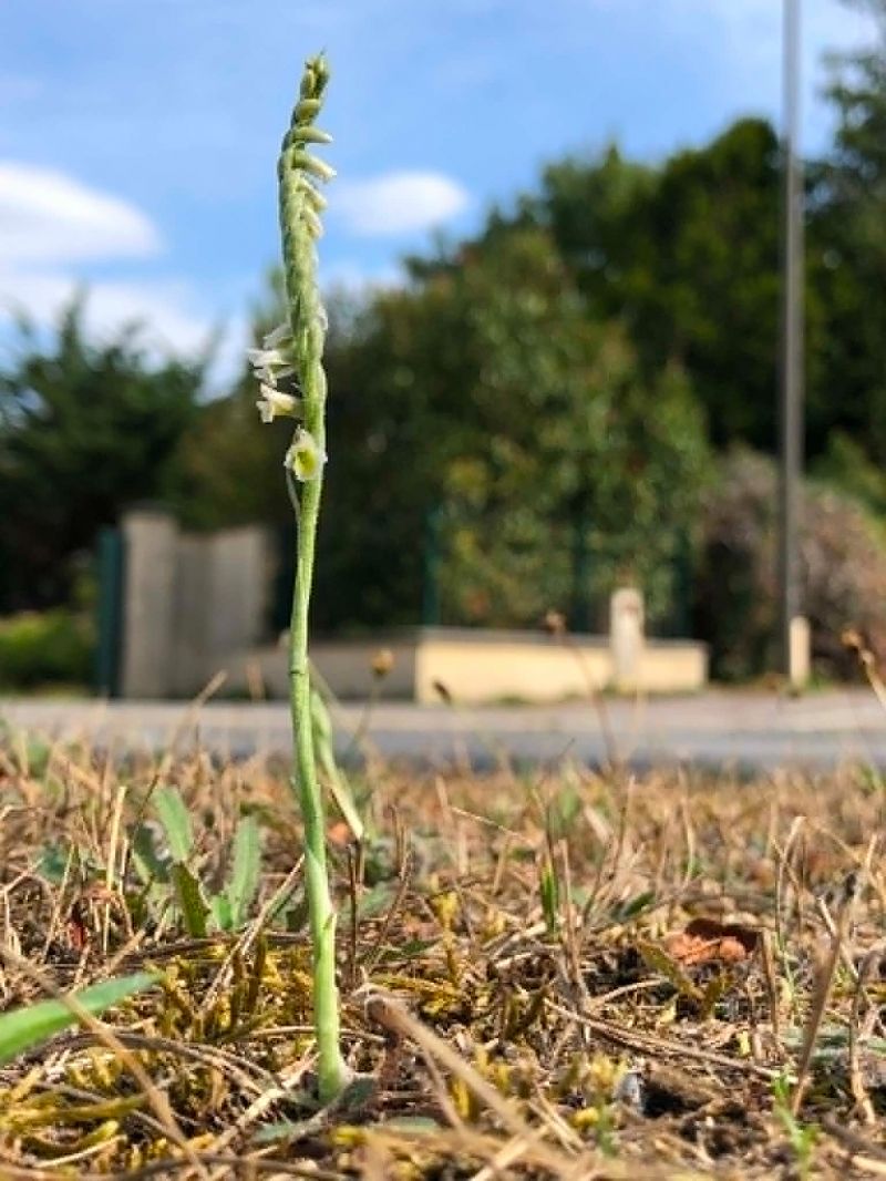 Spiranthes spiralis  - Armelle Bass