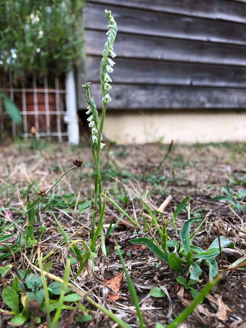Spiranthes spiralis  - Armelle Bass