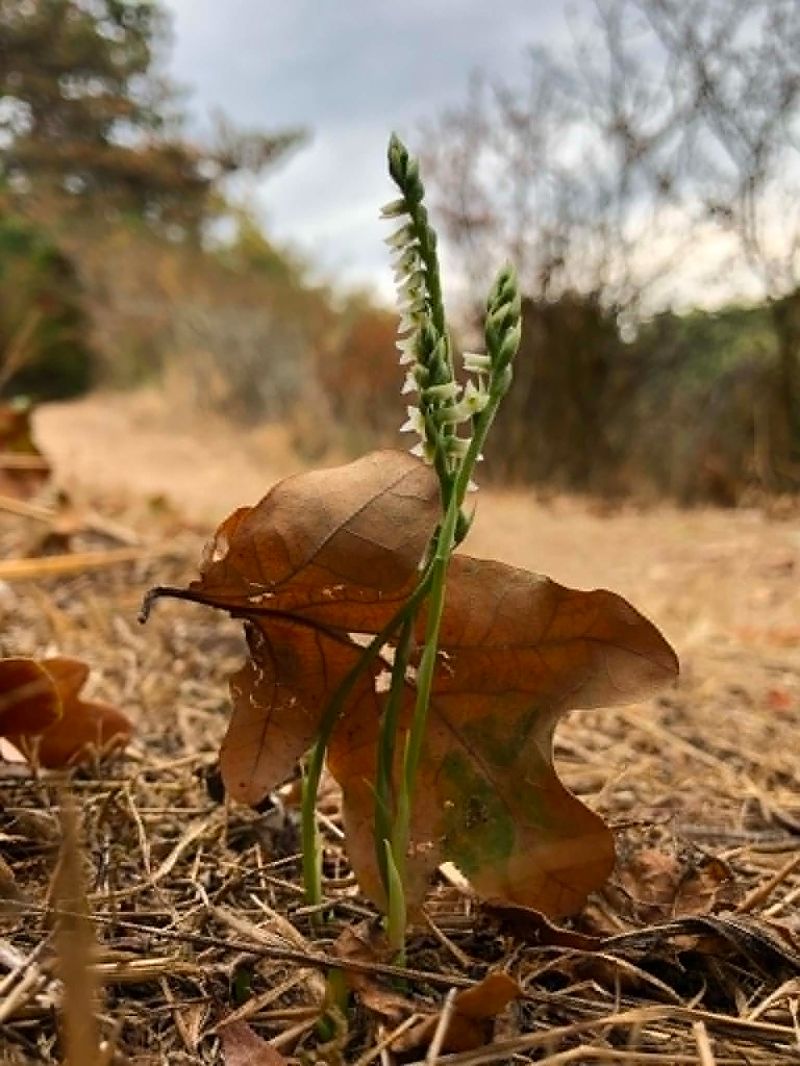 Spiranthes spiralis  - Armelle Bass