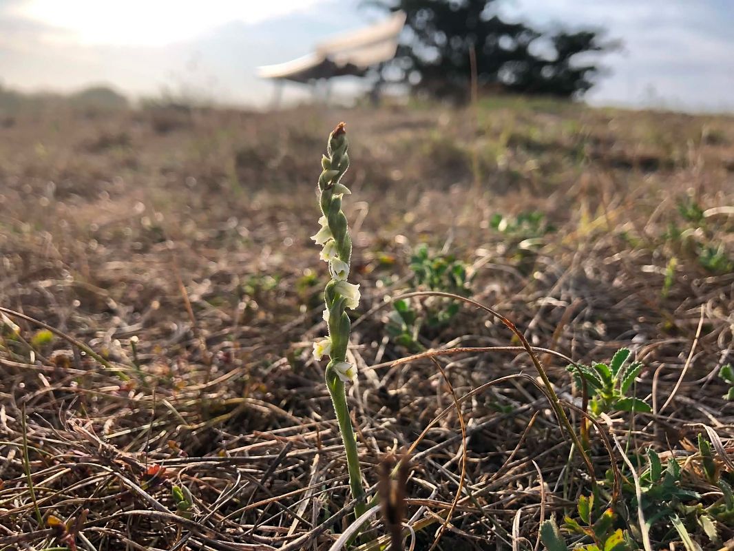 Spiranthes spiralis  - Armelle Bass