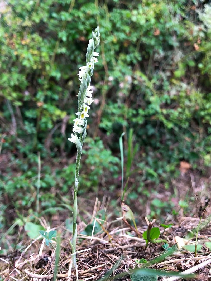Spiranthes spiralis  - Armelle Bass