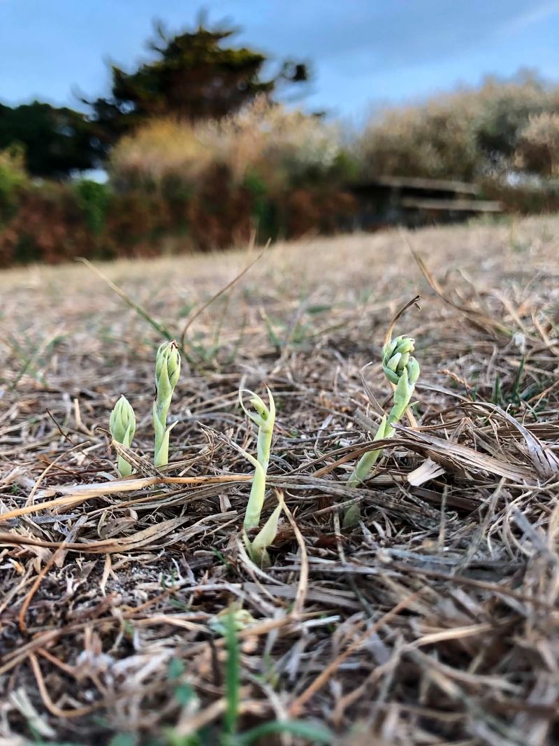 Spiranthes spiralis  - Armelle Bass