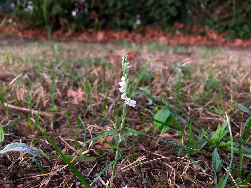Spiranthes spiralis  - Armelle Bass
